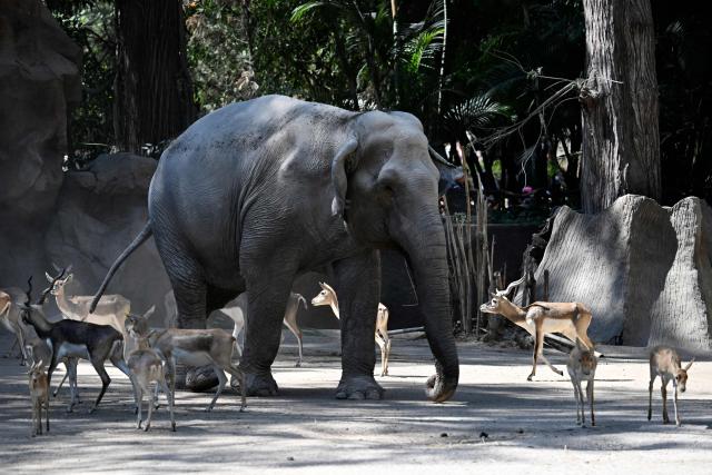 This imag shows elephant Trompita during her 65th birthday celebration at the Aurora Zoo in Guatemala City on February 14, 2026. (Photo by JOHAN ORDONEZ / AFP)