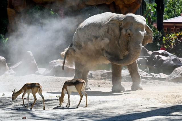 This imag shows elephant Trompita during her 65th birthday celebration at the Aurora Zoo in Guatemala City on February 14, 2026. (Photo by JOHAN ORDONEZ / AFP)