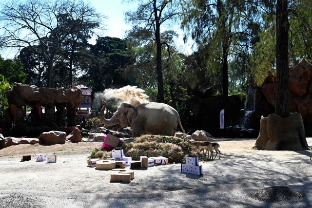 This imag shows elephant Trompita during her 65th birthday celebration at the Aurora Zoo in Guatemala City on February 14, 2026. (Photo by JOHAN ORDONEZ / AFP)