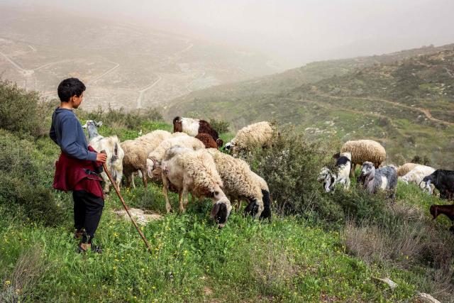 A young shepherd tends his flock in the hills near the village of Asira al-Shamaliya, north of Nablus in the occupied west bank, during a dust storm on February 14, 2026. (Photo by Zain JAAFAR / AFP)
