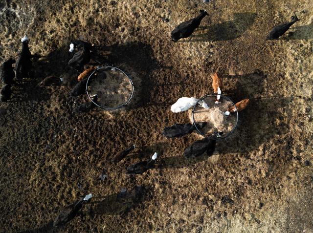 Cows feed on hay on Oakland farms in Ashland, Virginia on February 12, 2026. In rural Virginia, dozens of young cows belonging to Chris Stem graze by a frozen pond. He is living his childhood dream of being a farmer -- but reality is starting to bite. Despite soaring beef prices as the US cattle population hit a 75-year low, farmers like Stem are feeling the squeeze from steeper business costs, budget-conscious consumers and President Donald Trump's trade policy. "The cost of doing business is almost outpricing (our ability) to continue to raise cattle," Stem told AFP. (Photo by ANDREW CABALLERO-REYNOLDS / AFP)