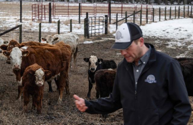 Chris Stem, 40, a cattle farmer on Oakland farm checks a mineral feeding bucket near part of his heard in Ashland, Virginia on February 12, 2026. In rural Virginia, dozens of young cows belonging to Chris Stem graze by a frozen pond. He is living his childhood dream of being a farmer -- but reality is starting to bite. Despite soaring beef prices as the US cattle population hit a 75-year low, farmers like Stem are feeling the squeeze from steeper business costs, budget-conscious consumers and President Donald Trump's trade policy. "The cost of doing business is almost outpricing (our ability) to continue to raise cattle," Stem told AFP. (Photo by ANDREW CABALLERO-REYNOLDS / AFP)