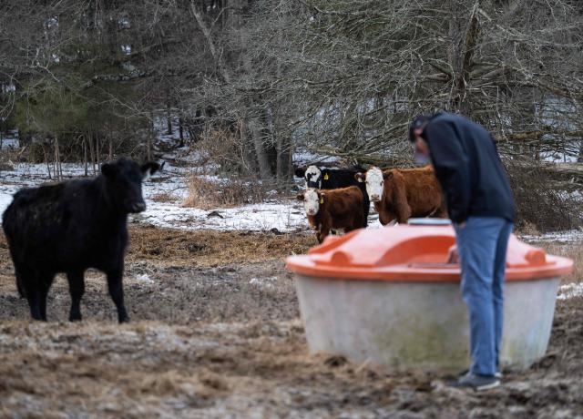 Chris Stem, 40, a cattle farmer on Oakland farm checks a mineral feeding bucket near part of his heard in Ashland, Virginia on February 12, 2026. In rural Virginia, dozens of young cows belonging to Chris Stem graze by a frozen pond. He is living his childhood dream of being a farmer -- but reality is starting to bite. Despite soaring beef prices as the US cattle population hit a 75-year low, farmers like Stem are feeling the squeeze from steeper business costs, budget-conscious consumers and President Donald Trump's trade policy. "The cost of doing business is almost outpricing (our ability) to continue to raise cattle," Stem told AFP. (Photo by ANDREW CABALLERO-REYNOLDS / AFP)