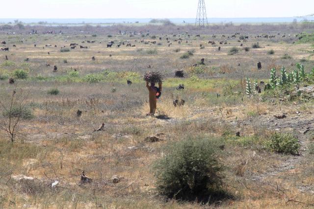 A Sudanese woman carries firewood collected from what remains of the Sunt Forest, an urban forest mainly made up of Acacia trees, and  one of the oldest green spaces in the capital Khartoum on February 7, 2026. All that remains of the immense acacia forest of Sunt (al- Sunu) is a field of savagely cut trunks: south of the capital Khartoum, as in other forested areas of Sudan, the war that has ravaged the country for nearly three years has encouraged illegal logging. A sanctuary for migratory birds and a natural barrier against flooding from the Nile, the 1,500-hectare nature reserve that stretched from south of Khartoum to the Ethiopian border “has been completely destroyed,” laments Bouchra Hamed, head of the environment department in Khartoum State. (Photo by Ebrahim Hamid / AFP)