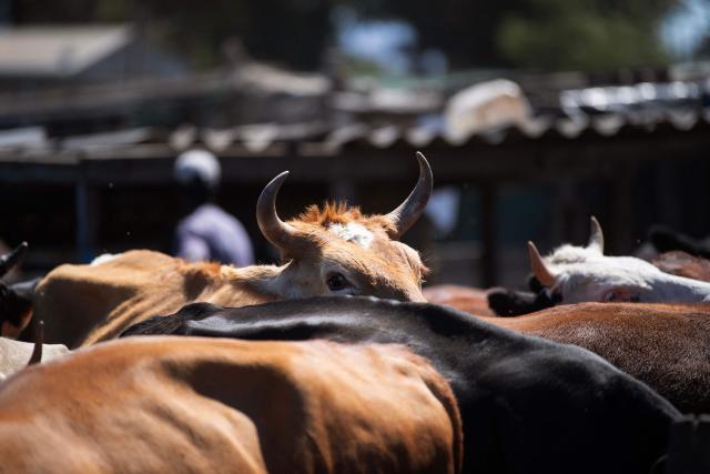 Cattle stand in a pen before they are vaccinated against foot and mouth disease at a farm outside Cape Town, on February 15, 2026. A nation-wide outbreak of foot and mouth disease in cattle, has prompted the South African government to declare this disease a national disaster. The highly contagious viral infection, also known as FMD, is not dangerous to humans but particularly affects ruminant livestock such as cattle, sheep and goats.
It causes fever, blisters in the mouth and near the hoof -- and sometimes death. (Photo by RODGER BOSCH / AFP)