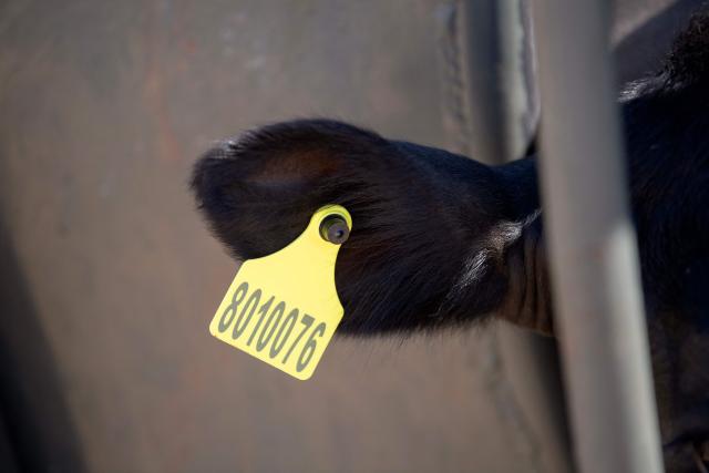 A tag on the ear of a cow showing the animal has been vaccinated against foot and mouth disease is seen at a farm outside Cape Town, on February 15, 2026. A nation-wide outbreak of foot and mouth disease in cattle, has prompted the South African government to declare this disease a national disaster. The highly contagious viral infection, also known as FMD, is not dangerous to humans but particularly affects ruminant livestock such as cattle, sheep and goats.
It causes fever, blisters in the mouth and near the hoof -- and sometimes death. (Photo by RODGER BOSCH / AFP)
