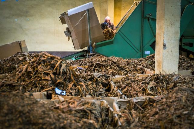 (FILES) A worker prepares tobacco before proceeding to the final production at the mechanized cigar factory in Havana on May 8, 2025. Cuba's already shattered economy is being assailed on various fronts as US President Donald Trump has vowed to bring the communist island to its knees. A blockade of oil deliveries to Cuba has forced emergency rationing, kneecapping the country's critical tourism and tobacco sectors even as remittances are under threat and income earned from sending doctors abroad has been all but cut off. (Photo by ADALBERTO ROQUE / AFP)