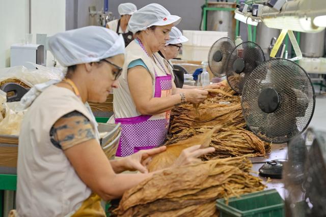 (FILES) Female workers prepare tobacco leaves before proceeding to the final production at the mechanized cigar factory in Havana on May 8, 2025. Cuba's already shattered economy is being assailed on various fronts as US President Donald Trump has vowed to bring the communist island to its knees. A blockade of oil deliveries to Cuba has forced emergency rationing, kneecapping the country's critical tourism and tobacco sectors even as remittances are under threat and income earned from sending doctors abroad has been all but cut off. (Photo by ADALBERTO ROQUE / AFP)