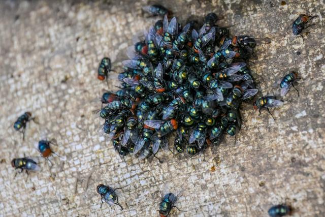 This picture taken on January 29, 2026, shows flies swarming over a sack of foul-smelling garbage on the riverbanks in Cirebon, West Java. Garbage-choked streets, overloaded landfills and the fear of trash avalanches haunt greater Jakarta, as the world's most populous metropolis grapples with a waste crisis. (Photo by BAY ISMOYO / AFP) / To go with 'INDONESIA-ENVIRONMENT-WASTE-CRISIS,FOCUS' by Dessy SAGITA