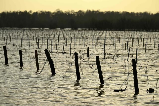 This photograph shows flooded vineyards by the Garonne river in Lestiac-sur-Garonne, southwestern France, on February 16, 2026. The flood alert system in France has been working at a record pace as relentless rain over the past month has saturated soils, the head of the agency told AFP on February 14, 2026. "For 30 days we have been in continuous orange or red alert somewhere on the national territory," Lucie Chadourne-Facon, director of Vigicrues, told AFP, referring to the two highest alert levels. (Photo by Gaizka IROZ / AFP)