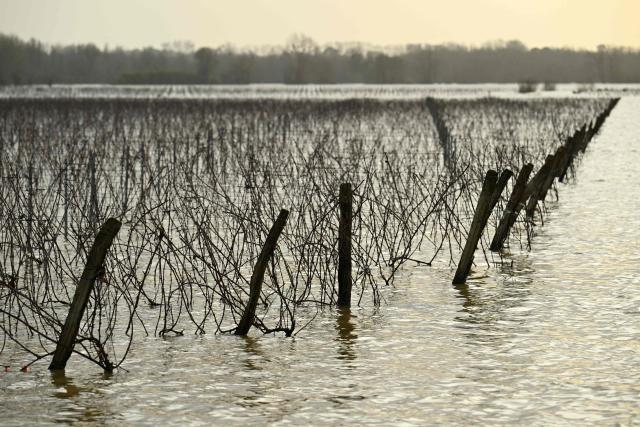 This photograph shows flooded vineyards by the Garonne river in Lestiac-sur-Garonne, southwestern France, on February 16, 2026. The flood alert system in France has been working at a record pace as relentless rain over the past month has saturated soils, the head of the agency told AFP on February 14, 2026. "For 30 days we have been in continuous orange or red alert somewhere on the national territory," Lucie Chadourne-Facon, director of Vigicrues, told AFP, referring to the two highest alert levels. (Photo by Gaizka IROZ / AFP) / The erroneous mention[s] appearing in the metadata of this photo by Gaizka IROZ has been modified in AFP systems in the following manner: [---] instead of [---]. Please immediately remove the erroneous mention[s] from all your online services and delete it (them) from your servers. If you have been authorized by AFP to distribute it (them) to third parties, please ensure that the same actions are carried out by them. Failure to promptly comply with these instructions will entail liability on your part for any continued or post notification usage. Therefore we thank you very much for all your attention and prompt action. We are sorry for the inconvenience this notification may cause and remain at your disposal for any further information you may require.