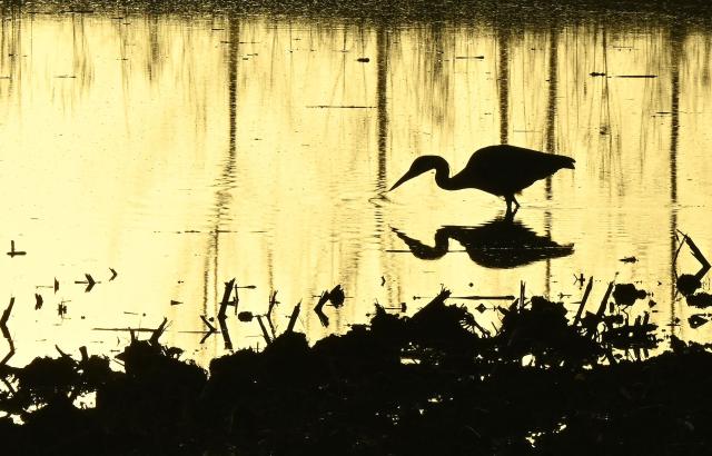 TOPSHOT - This photograph shows a grey heron in a field flooded by the Garonne river near La Reole, south-western France, on February 17, 2026. The flood alert system in France has been working at a record pace as relentless rain over the past month has saturated soils, the head of the agency told AFP on February 14, 2026. "For 30 days we have been in continuous orange or red alert somewhere on the national territory," Lucie Chadourne-Facon, director of Vigicrues, told AFP, referring to the two highest alert levels. (Photo by Gaizka IROZ / AFP)