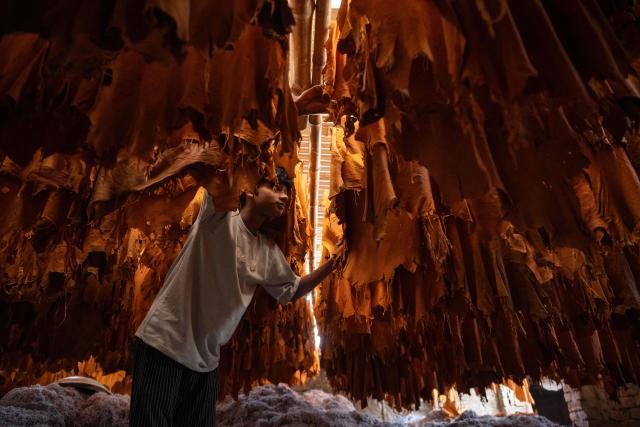 A Bangladeshi labourer inspects leathers at a tannery in Dhaka on February 17, 2026. (Photo by MOHD RASFAN / AFP)