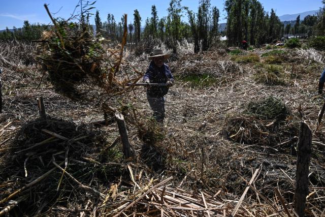 Mexican farmer Agustin Galicia, a beneficiary of the Matter of Trust Foundation project, is seen at the place where he and volunteers work on the project to create a chinampa (floating garden) using an ancestral method in San Gregorio Atlapulco, Xochimilco, Mexico, on February 7, 2026. From hairdressers' floors to the canals of Xochimilco: tonnes of human hair are used to clean the waters of this protected natural area in southern Mexico City, one of the megacity's biggest tourist attractions. ‘Hair has an adhesive quality and the ability to recover certain pollutants: oil, grease, hydrocarbons, faecal coliforms, heavy metals (...)  a myriad of pollutants,’ Mattia Carenini, director of the environmental organisation Matter of Trust, told AFP. (Photo by Yuri CORTEZ / AFP)