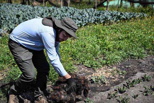 Mattia Carenini, Global Hubs Director at the Matter of Trust Foundation, holds recycled hair to apply at a vegetable farm to support small farmers in combating drought, reducing irrigation water consumption by half, and regenerating the soil in San Gregorio Atlapulco, Xochimilco, Mexico, on February 7, 2026. From hairdressers' floors to the canals of Xochimilco: tonnes of human hair are used to clean the waters of this protected natural area in southern Mexico City, one of the megacity's biggest tourist attractions. ‘Hair has an adhesive quality and the ability to recover certain pollutants: oil, grease, hydrocarbons, faecal coliforms, heavy metals (...)  a myriad of pollutants,’ Mattia Carenini, director of the environmental organisation Matter of Trust, told AFP. (Photo by Yuri CORTEZ / AFP)