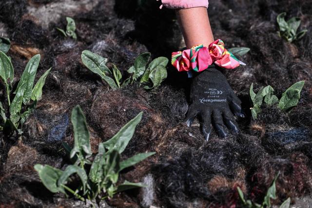 Chilean Constanza Soto, Chief of Staff at the Matter of Trust Foundation, places recycled hair at a vegetable farm to support small farmers in combating drought, reducing irrigation water consumption by half, and regenerating the soil in San Gregorio Atlapulco, Xochimilco, Mexico, on February 7, 2026. From hairdressers' floors to the canals of Xochimilco: tonnes of human hair are used to clean the waters of this protected natural area in southern Mexico City, one of the megacity's biggest tourist attractions. ‘Hair has an adhesive quality and the ability to recover certain pollutants: oil, grease, hydrocarbons, faecal coliforms, heavy metals (...)  a myriad of pollutants,’ Mattia Carenini, director of the environmental organisation Matter of Trust, told AFP. (Photo by Yuri CORTEZ / AFP)