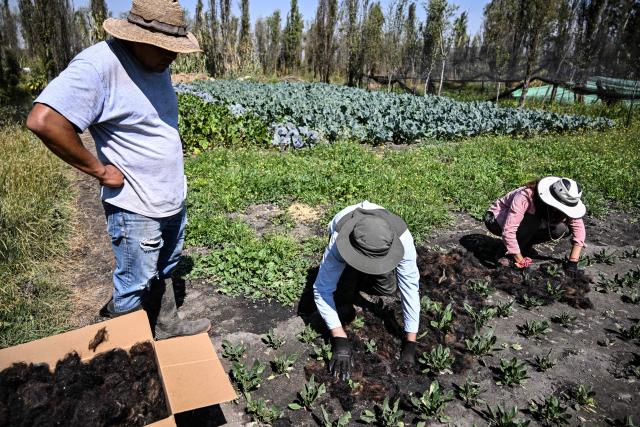 Mattia Carenini (C), Global Hubs Director at the Matter of Trust Foundation, and Chilean Constanza Soto (R), Chief of Staff at the Matter of Trust Foundation, place recycled hair at a vegetable farm to support small farmers in combating drought, reducing irrigation water consumption by half, and regenerating the soil in San Gregorio Atlapulco, Xochimilco, Mexico, on February 7, 2026. From hairdressers' floors to the canals of Xochimilco: tonnes of human hair are used to clean the waters of this protected natural area in southern Mexico City, one of the megacity's biggest tourist attractions. ‘Hair has an adhesive quality and the ability to recover certain pollutants: oil, grease, hydrocarbons, faecal coliforms, heavy metals (...)  a myriad of pollutants,’ Mattia Carenini, director of the environmental organisation Matter of Trust, told AFP. (Photo by Yuri CORTEZ / AFP)