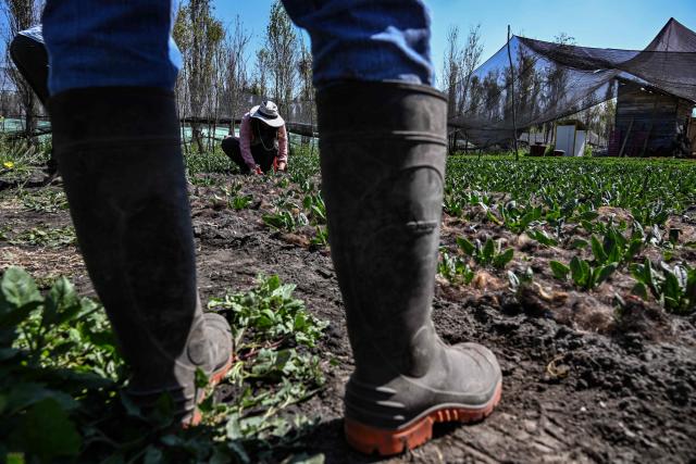 Mattia Carenini (L, unseen), Global Hubs Director at the Matter of Trust Foundation, and Chilean Constanza Soto (R), Chief of Staff at the Matter of Trust Foundation, place recycled hair at a vegetable farm to support small farmers in combating drought, reducing irrigation water consumption by half, and regenerating the soil in San Gregorio Atlapulco, Xochimilco, Mexico, on February 7, 2026. From hairdressers' floors to the canals of Xochimilco: tonnes of human hair are used to clean the waters of this protected natural area in southern Mexico City, one of the megacity's biggest tourist attractions. ‘Hair has an adhesive quality and the ability to recover certain pollutants: oil, grease, hydrocarbons, faecal coliforms, heavy metals (...)  a myriad of pollutants,’ Mattia Carenini, director of the environmental organisation Matter of Trust, told AFP. (Photo by Yuri CORTEZ / AFP)