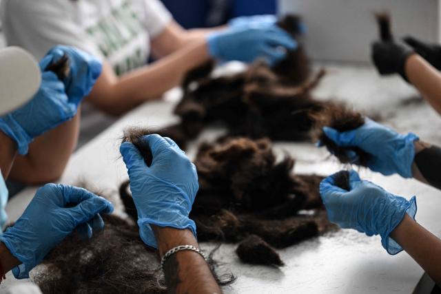 Mexican volunteers work at the Matter of Trust Foundation workshop, sorting human hair that will be used to save water and fertilize plants in a chinampa (floating garden), in Mexico City on February 11, 2026. From hairdressers' floors to the canals of Xochimilco: tonnes of human hair are used to clean the waters of this protected natural area in southern Mexico City, one of the megacity's biggest tourist attractions. ‘Hair has an adhesive quality and the ability to recover certain pollutants: oil, grease, hydrocarbons, faecal coliforms, heavy metals (...)  a myriad of pollutants,’ Mattia Carenini, director of the environmental organisation Matter of Trust, told AFP. (Photo by Yuri CORTEZ / AFP)
