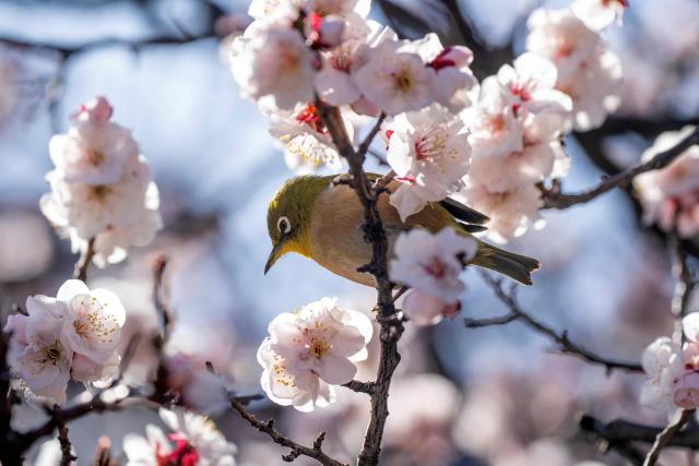 A white-eye bird perches on a blossoming plum tree during the Plum Festival at Yushima Tenmangu Shrine in Tokyo on February 19, 2026. (Photo by Kazuhiro NOGI / AFP)