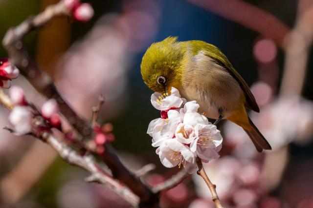 A white-eye bird perches on a blossoming plum tree during the Plum Festival at Yushima Tenmangu Shrine in Tokyo on February 19, 2026. (Photo by Kazuhiro NOGI / AFP)