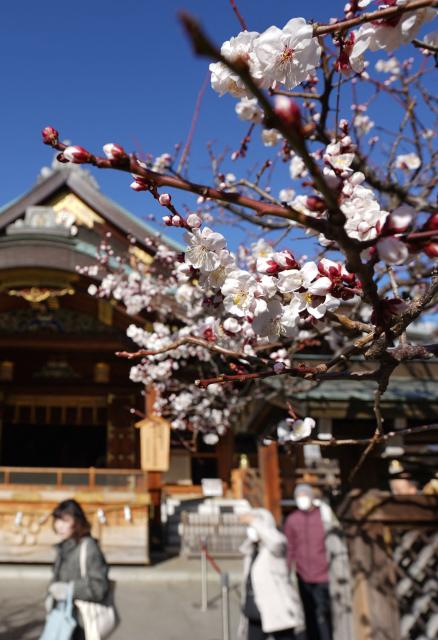 People visit Yushima Tenjin Shrine in Tokyo on February 19, 2026 during its Plum Festival, a springtime sight in Tokyo where around 300 white and red plum trees can be enjoyed at the shrine. (Photo by Kazuhiro NOGI / AFP)