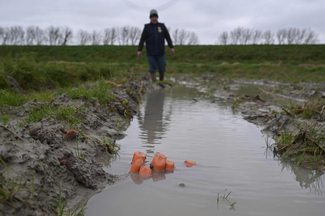 French farmer Yannick Frain walks in his flooded carrot field in Roz-sur-Couesnon, western France, on February 19, 2026. (Photo by Damien MEYER / AFP)
