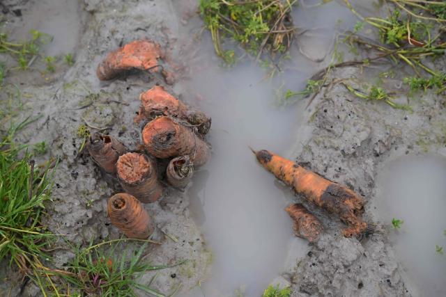 this hotograph shows ruined carrots in a flooded field in Roz-sur-Couesnon, western France, on February 19, 2026. (Photo by Damien MEYER / AFP)