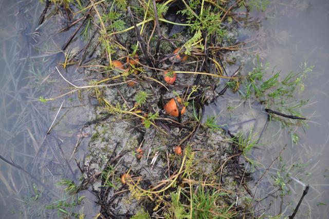 this hotograph shows ruined carrots in a flooded field in Roz-sur-Couesnon, western France, on February 19, 2026. (Photo by Damien MEYER / AFP)