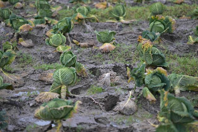 This photograph shows a flooded cabbage field in Saint-Méloir-des-Ondes, western France on February 19, 2026. (Photo by Damien MEYER / AFP)