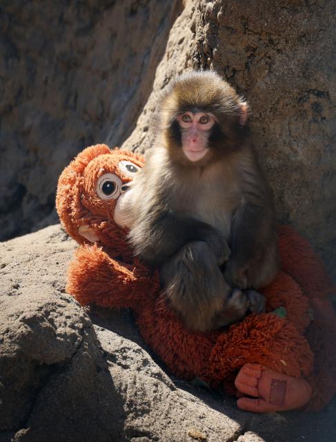 This photo taken on February 19, 2026 shows a 7 month-old male macaque monkey named Punch, who was abandoned by his mother shortly after birth, sitting time with a stuffed orangutan toy at Ichikawa City Zoo and Botanical Gardens in Chiba Prefecture. (Photo by JIJI PRESS / AFP) / Japan OUT