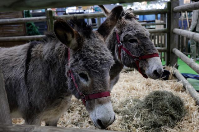 This photograph shows donkeys at their stall on the eve of the opening of the International Agricultural Show (Salon de l'Agriculture) at Paris Expo Porte de Versailles in Paris on February 20, 2026. (Photo by STEPHANE DE SAKUTIN / AFP)