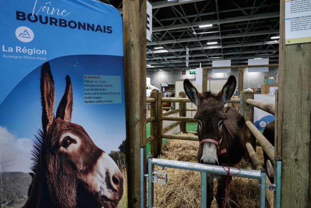 This photograph shows a Bourbonnais Donkey at his stall on the eve of the opening of the International Agricultural Show (Salon de l'Agriculture) at Paris Expo Porte de Versailles in Paris on February 20, 2026. (Photo by STEPHANE DE SAKUTIN / AFP)