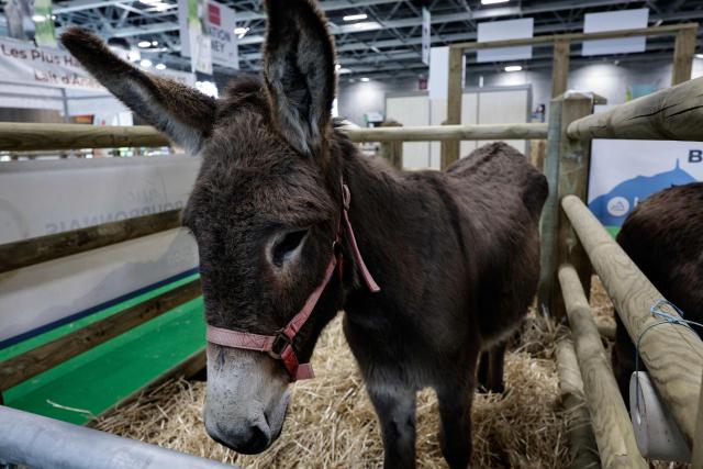 This photograph shows a Bourbonnais Donkey his stall on the eve of the opening of the International Agricultural Show (Salon de l'Agriculture) at Paris Expo Porte de Versailles in Paris on February 20, 2026. (Photo by STEPHANE DE SAKUTIN / AFP)