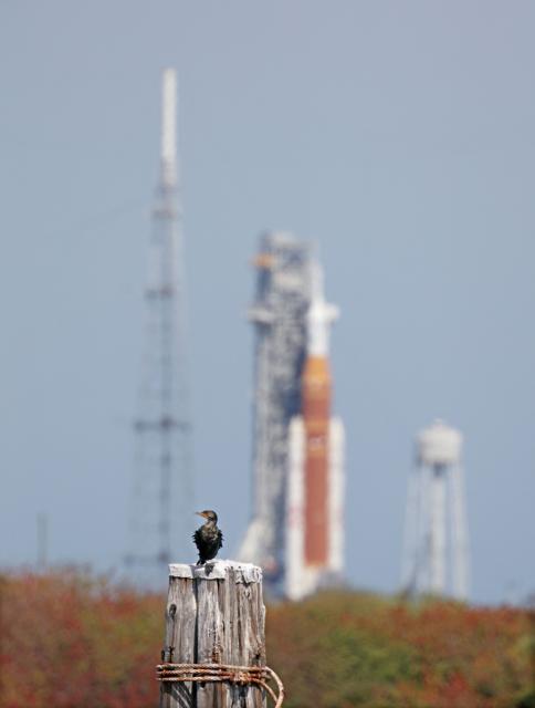 A double-crested cormorant finds a perch in the Turning Basin near NASA's Artemis II Space Launch System (SLS) rocket and Orion spacecraft, seen in the distance at Launch Pad 39B at Kennedy Space Center in Cape Canaveral, Florida, on February 20, 2026. NASA performed their second wet dress rehearsal prior to sending four astronauts to the moon for the first time in more than 50 years. NASA officials said they are targeting March 6 for the crewed flight to the moon. (Photo by Gregg Newton / AFP)