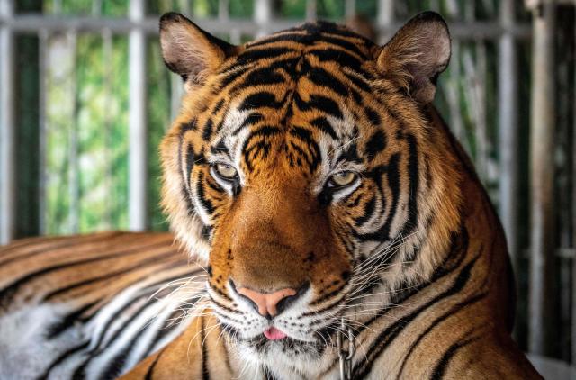 (FILES) A tiger looks on while it is chained to be photographed by tourists at Chang Siam Park in Pattaya on February 12, 2020. A deadly virus and bacterial infection have killed at least 72 tigers at a private animal park in Thailand's north in recent weeks, authorities said February 20, 2026. (Photo by Mladen ANTONOV / AFP)