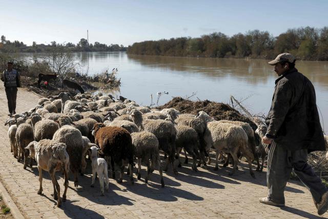 A shepherd tends to a flock next to a flooded area in the Kenitra region of northern Morocco on February 20, 2026. (Photo by Abdel Majid BZIOUAT / AFP)