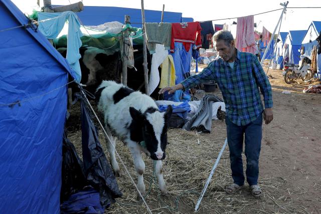 A man pets a calf outside tent shelters at a relief camp for those affected by floods that struck northern and western Morocco, in the Kenitra region on February 20, 2026. (Photo by Abdel Majid BZIOUAT / AFP)