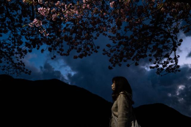 A woman walks under Kawazu cherry blossom trees, one of the earliest blooming cherry blossoms in Japan, in Kawazu, Shizuoka Prefecture on February 22, 2026. (Photo by Philip FONG / AFP)