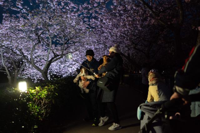 People take pictures with illuminated Kawazu cherry blossom trees, one of the earliest blooming cherry blossoms in Japan, in Kawazu, Shizuoka Prefecture on February 22, 2026. (Photo by Philip FONG / AFP)