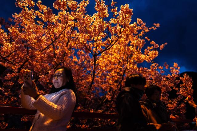 People take pictures with illuminated Kawazu cherry blossom trees, one of the earliest blooming cherry blossoms in Japan, in Kawazu, Shizuoka Prefecture on February 22, 2026. (Photo by Philip FONG / AFP)