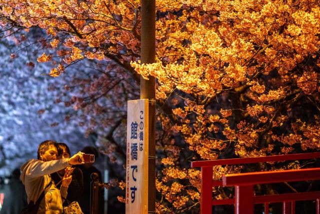 People take pictures with illuminated Kawazu cherry blossom trees, one of the earliest blooming cherry blossoms in Japan, in Kawazu, Shizuoka Prefecture on February 22, 2026. (Photo by Philip FONG / AFP)