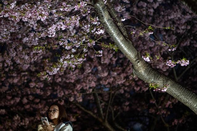A woman stands next to illuminated Kawazu cherry blossom trees, one of the earliest blooming cherry blossoms in Japan, in Kawazu, Shizuoka Prefecture on February 22, 2026. (Photo by Philip FONG / AFP)