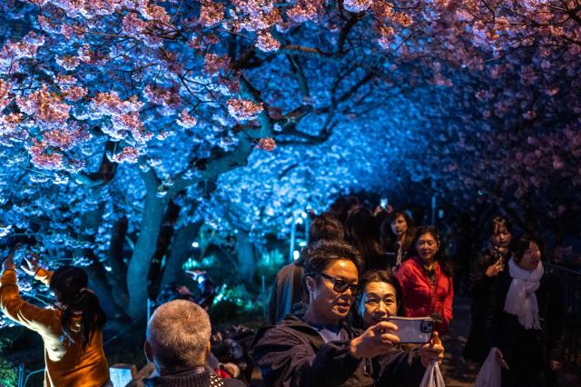 People take pictures with illuminated Kawazu cherry blossom trees, one of the earliest blooming cherry blossoms in Japan, in Kawazu, Shizuoka Prefecture on February 22, 2026. (Photo by Philip FONG / AFP)