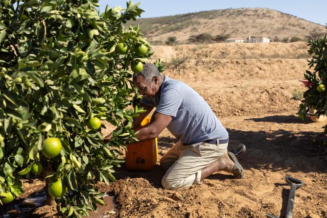 Muhummad Mohamad Ismail, 45, a farmer, waters his plants using jerrycans of water from his reservoir to irrigate his orange and papaya orchard at his farm in Lallays village, which is in the grip of a severe drought near Hargeisa, on February 17, 2026. Locals say no rain has fallen on Lallays since last June or July, even though this is traditionally the wettest part of Somaliland.
In December, the Israeli government became the first country to recognise the independence of Somaliland since it declared its autonomy from Somalia in 1991. Somalia's federal government is livid, calling it "the greatest violation of Somalia's sovereignty" and there are rumours Israel may establish a military base in Somaliland.
But for now Israel prefers to focus on civilian cooperation on the economy, agriculture, health, and above all, water. It has invited Somaliland water sector workers for training with Israeli experts due to visit the territory to help implement technology soon. (Photo by Tony KARUMBA / AFP)