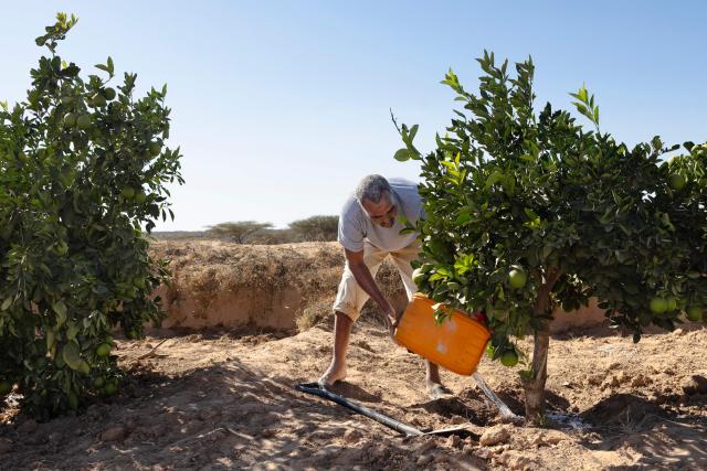 Muhummad Mohamad Ismail, 45, a farmer, waters his plants using jerrycans of water from his reservoir to irrigate his orange and papaya orchard at his farm in Lallays village, which is in the grip of a severe drought near Hargeisa, on February 17, 2026. Locals say no rain has fallen on Lallays since last June or July, even though this is traditionally the wettest part of Somaliland.
In December, the Israeli government became the first country to recognise the independence of Somaliland since it declared its autonomy from Somalia in 1991. Somalia's federal government is livid, calling it "the greatest violation of Somalia's sovereignty" and there are rumours Israel may establish a military base in Somaliland.
But for now Israel prefers to focus on civilian cooperation on the economy, agriculture, health, and above all, water. It has invited Somaliland water sector workers for training with Israeli experts due to visit the territory to help implement technology soon. (Photo by Tony KARUMBA / AFP)