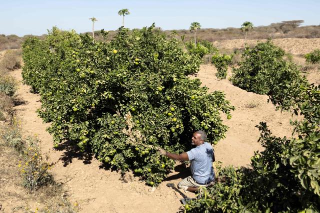 Muhummad Mohamad Ismail, 45, a farmer, tends to his plants as he carries jerrycans of water from his reservoir to irrigate his orange and papaya orchard at his farm in Lallays village, which is in the grip of a severe drought near Hargeisa, on February 17, 2026. Locals say no rain has fallen on Lallays since last June or July, even though this is traditionally the wettest part of Somaliland.
In December, the Israeli government became the first country to recognise the independence of Somaliland since it declared its autonomy from Somalia in 1991. Somalia's federal government is livid, calling it "the greatest violation of Somalia's sovereignty" and there are rumours Israel may establish a military base in Somaliland.
But for now Israel prefers to focus on civilian cooperation on the economy, agriculture, health, and above all, water. It has invited Somaliland water sector workers for training with Israeli experts due to visit the territory to help implement technology soon. (Photo by Tony KARUMBA / AFP)