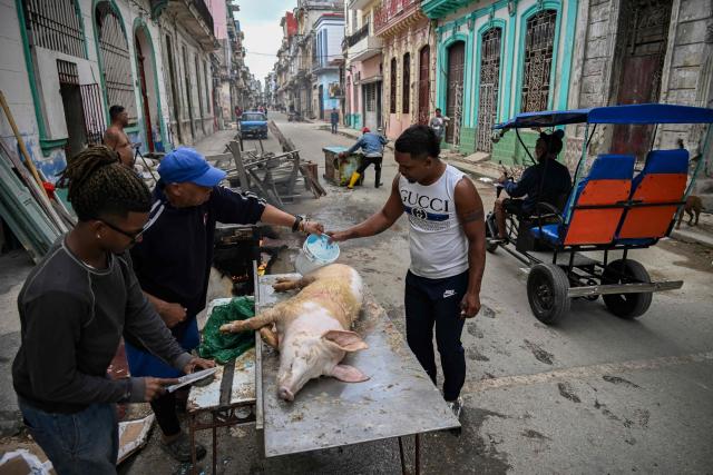 EDITORS NOTE: Graphic content / Un hombre vierte agua caliente sobre un cerdo sacrificado antes de cortarlo en una calle de La Habana el 23 de febrero de 2026. (Photo by YAMIL LAGE / AFP)