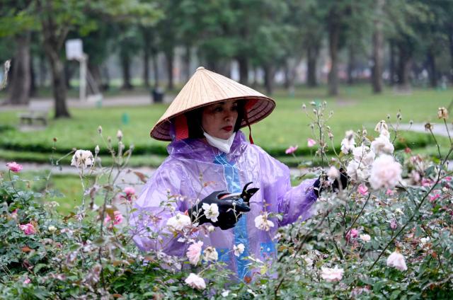 A worker tends to roses in Thong Nhat Park in Hanoi on February 24, 2026. (Photo by Nhac NGUYEN / AFP)