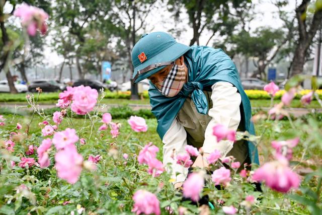 A worker tends to roses in Thong Nhat Park in Hanoi on February 24, 2026. (Photo by Nhac NGUYEN / AFP)